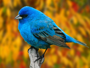 Интересные факты о птицах